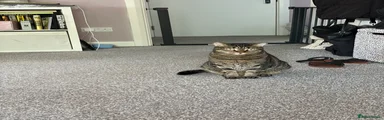 Domestic Shorthair 1