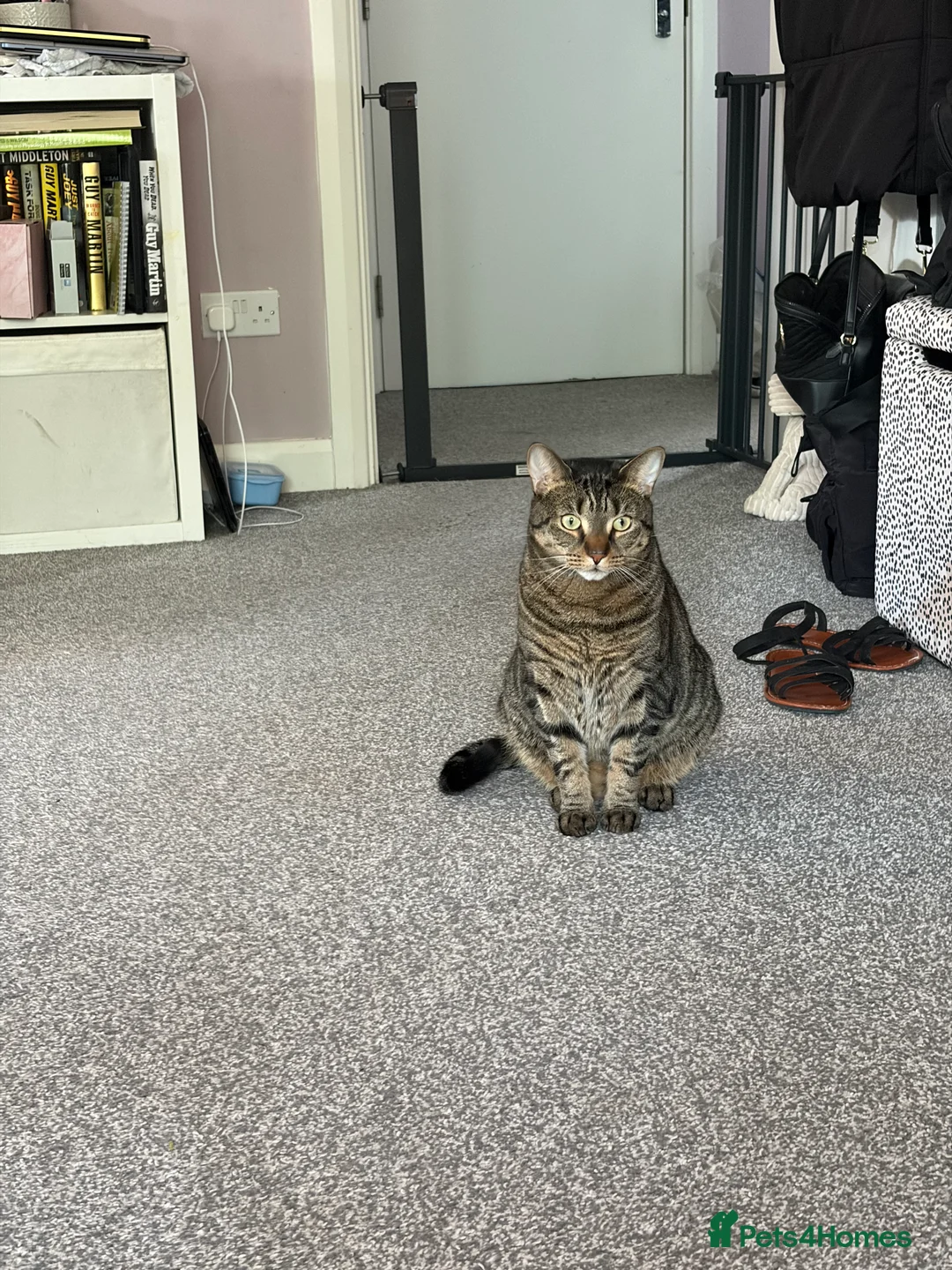 Domestic Shorthair cats for sale: 4 year old neutered male cat in High Wycombe - Advert 2
