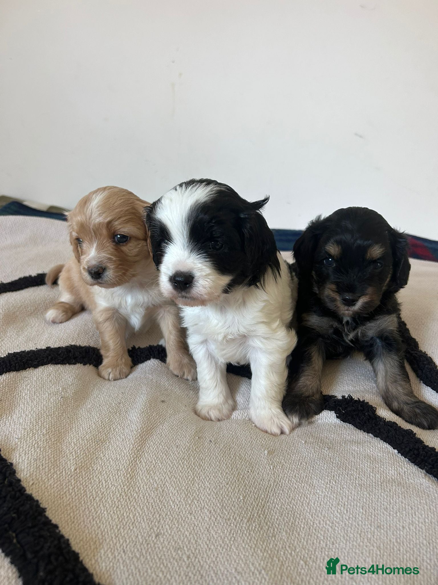 Cavapoo dogs Beautiful pure bred family Cavapoo pups - Advert 6