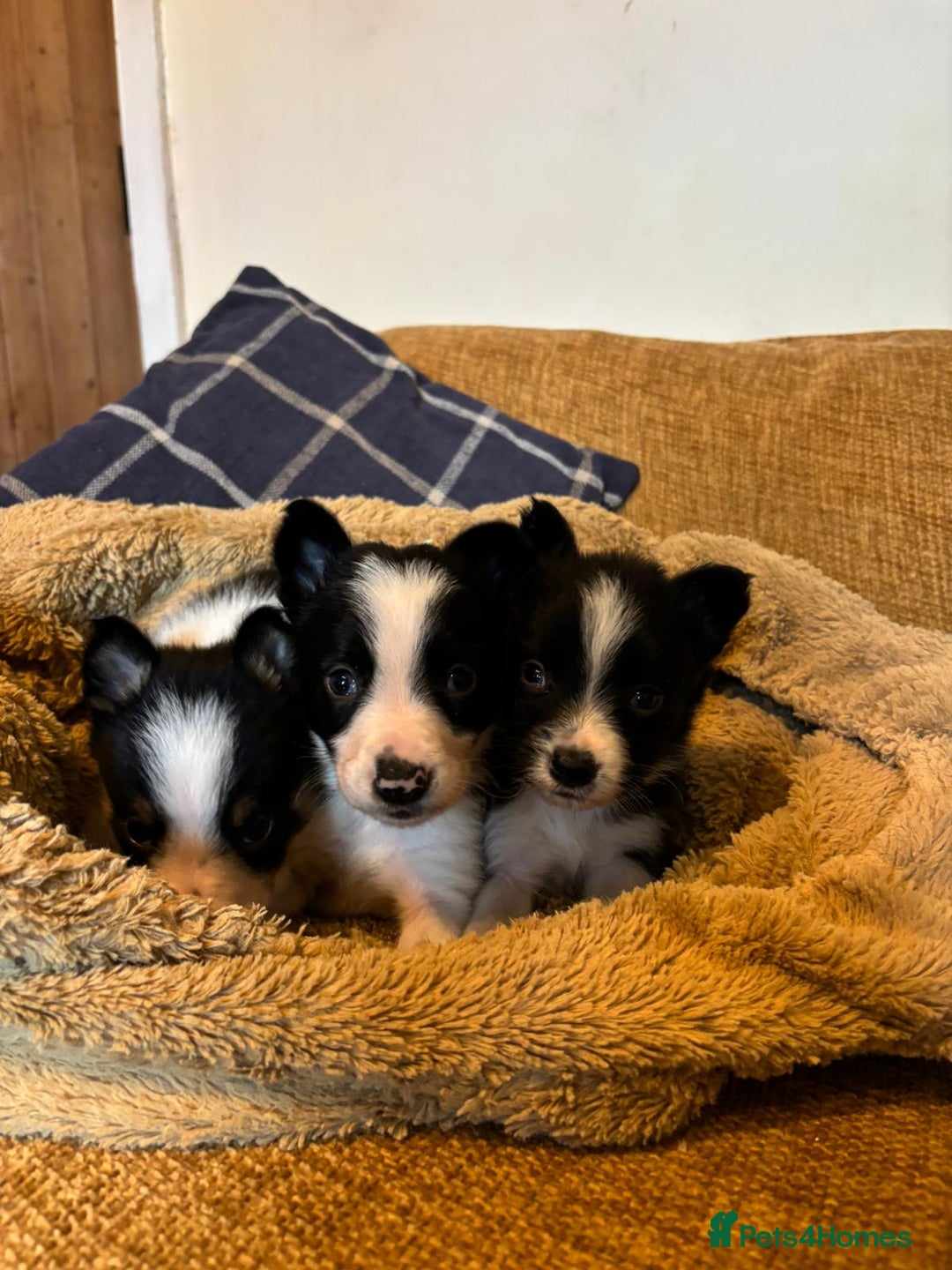 Border Collie dogs for sale: Stunning puppies. Parents health tested - Advert 6