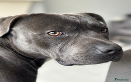 Staffordshire Bull Terrier dogs for stud: (ROCKY) rezevoire prince amond  - Image 7