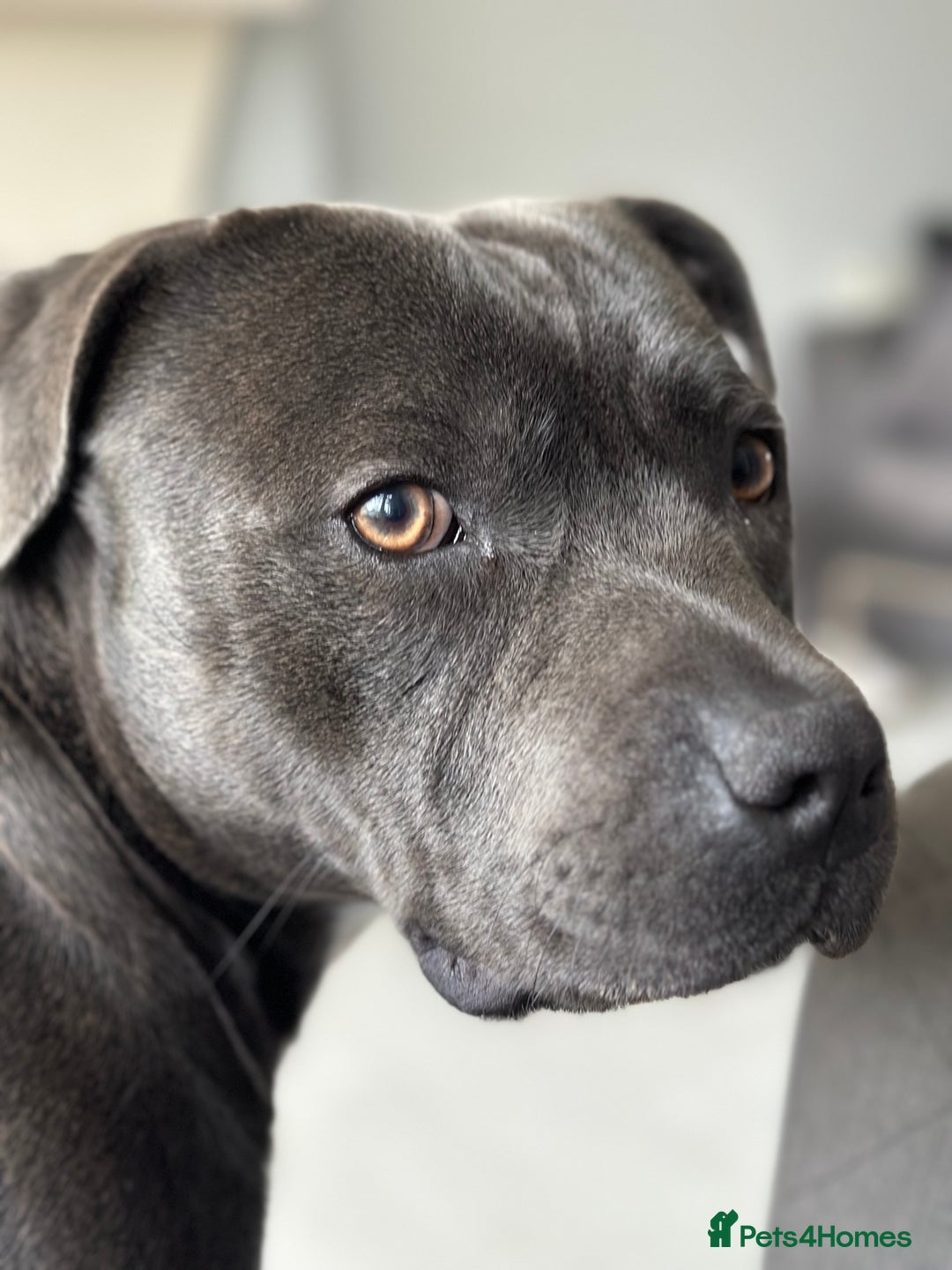 Staffordshire Bull Terrier dogs for stud: (ROCKY) rezevoire prince amond  - Image 7