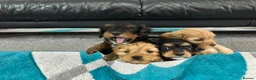 Cavapoo dogs for sale: Adorable Cavapoo puppies - Advert 13