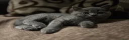 British Shorthair cats for sale: Beautiful Purebred British Blue Kittens 😍  - Advert 16