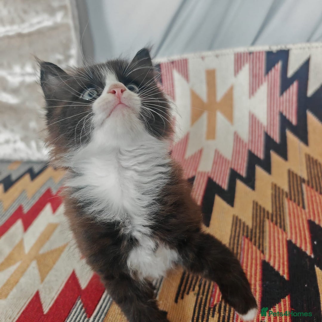 Mixed Breed cats for sale: 3 beautiful kittens left for sale!! - Image 5
