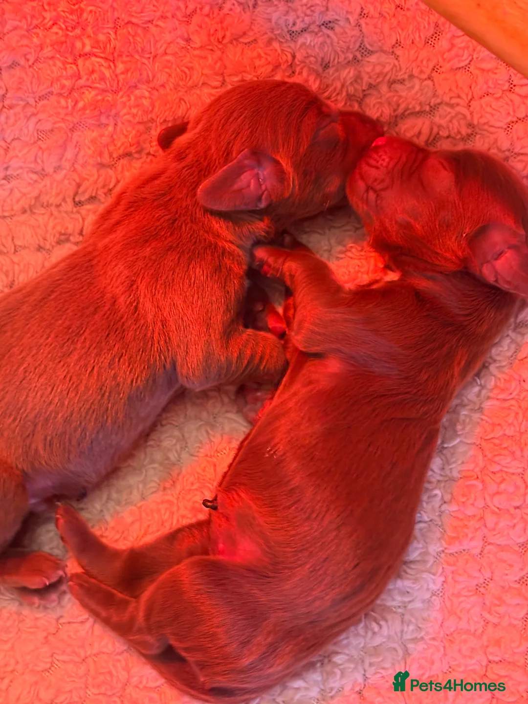 Mixed Breed dogs for sale: 3 Beautiful Chocolate and White Pups in Burnley - Advert 2