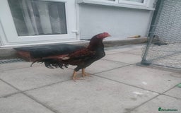 Chickens poultry for sale: Aseel male chicken and female  - Image 2