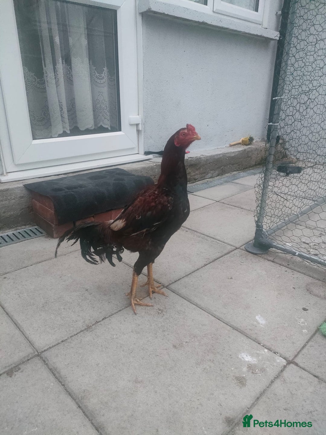 Chickens poultry for sale: Aseel male chicken and female  - Image 2