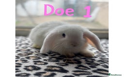 Mini Lop rabbits for sale: Pure breed mini lop male and female  - Image 3