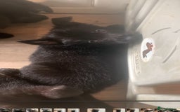 German Shepherd dogs for sale: Full black German shepherd puppies - Image 5