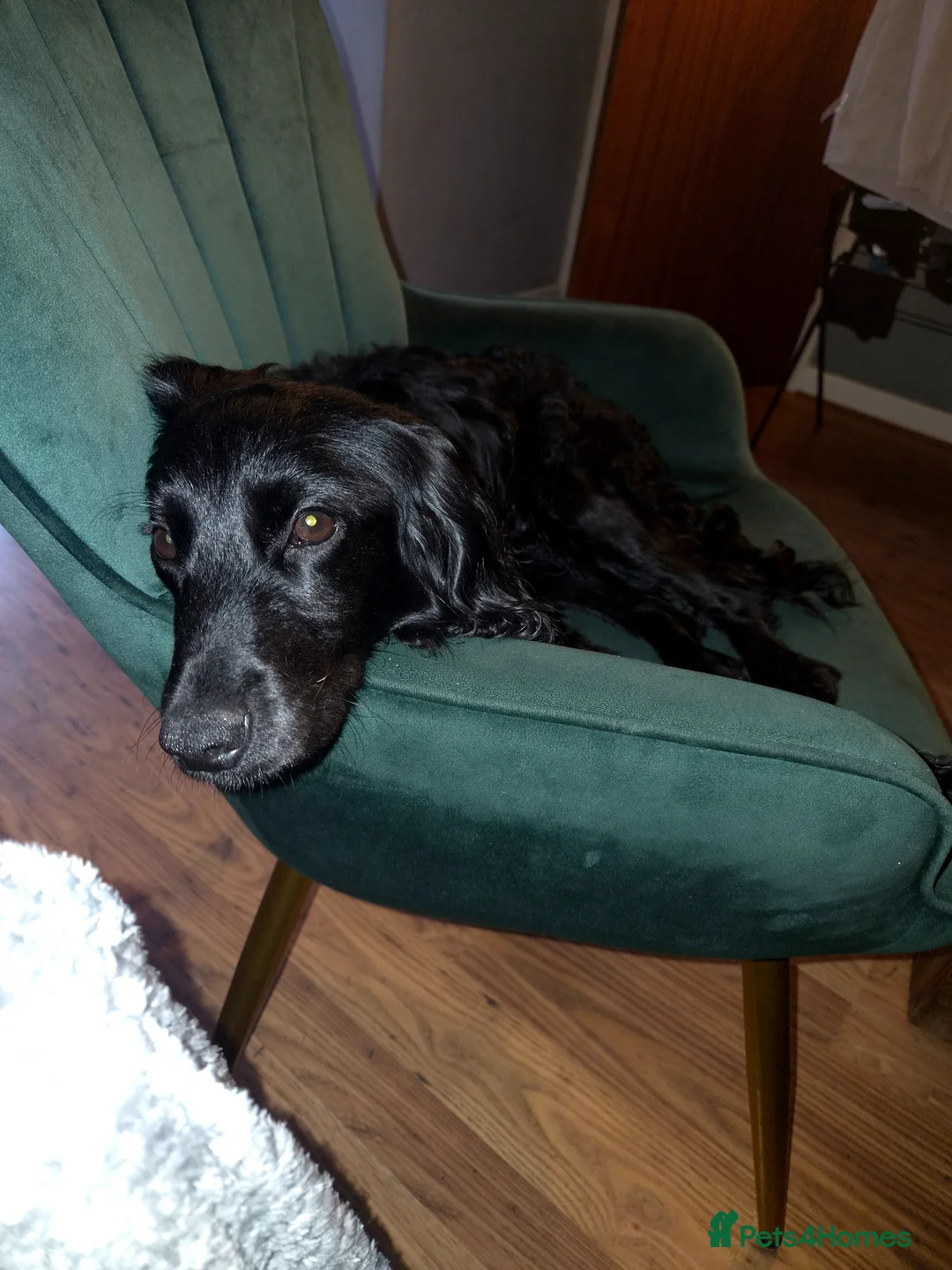 Mixed Breed dogs for sale: Patch 1 year 4 months - Advert 2