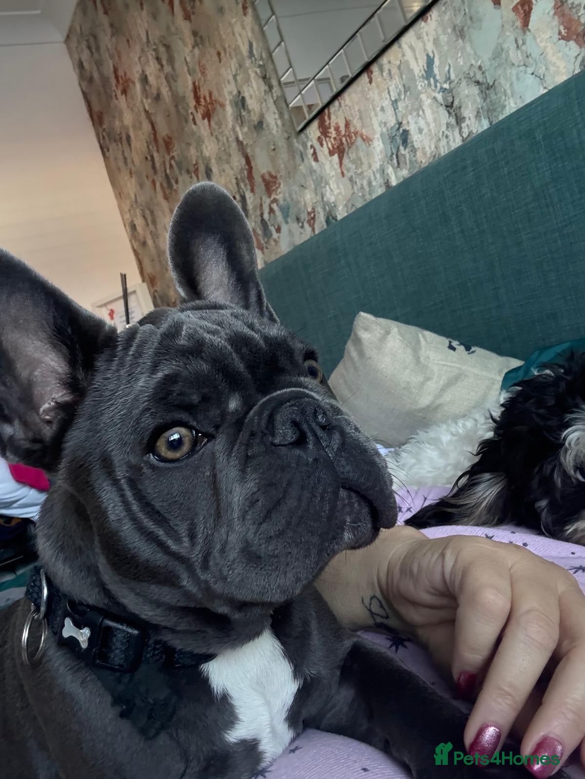 French Bulldog dogs Stunning blue make French bulldog - Advert 3