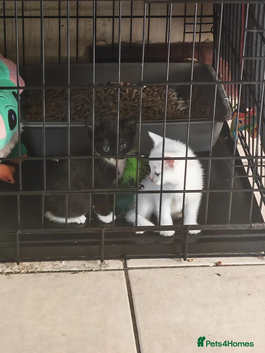 Mixed Breed cats for sale: Dad is Bengal and mum is white British Shorthair  - Advert 2