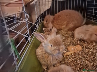 Mini Lion Lop rabbits for sale - Advert 1