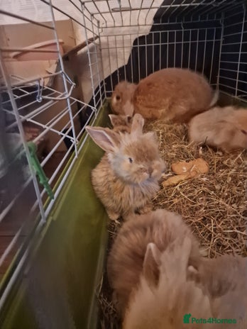 Mini Lion Lop rabbits - Advert 1
