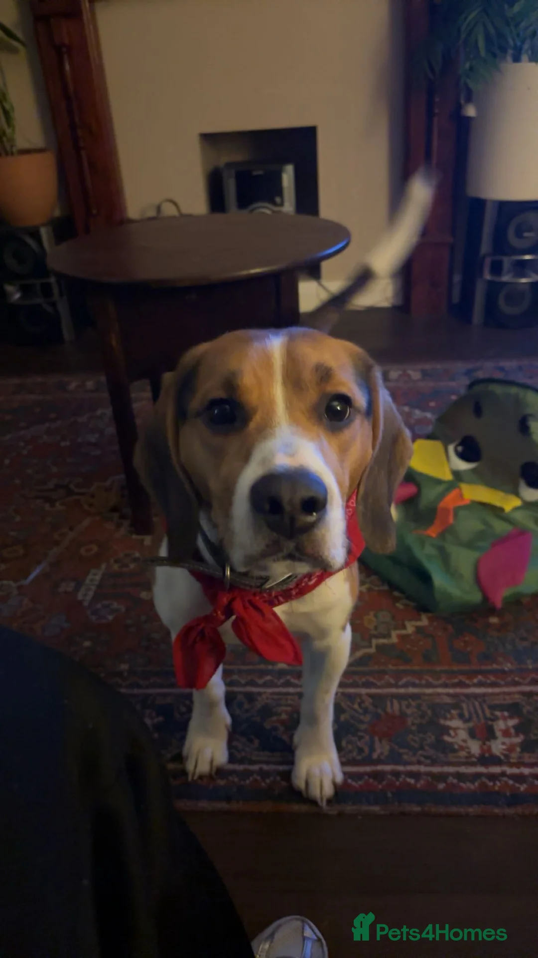 Beagle dogs for sale: Beagle - Advert 2