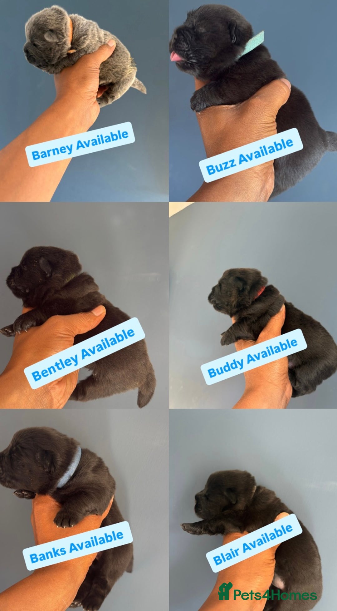 Chow Chow dogs for sale: Beautiful Chow Chow puppies  - Image 9
