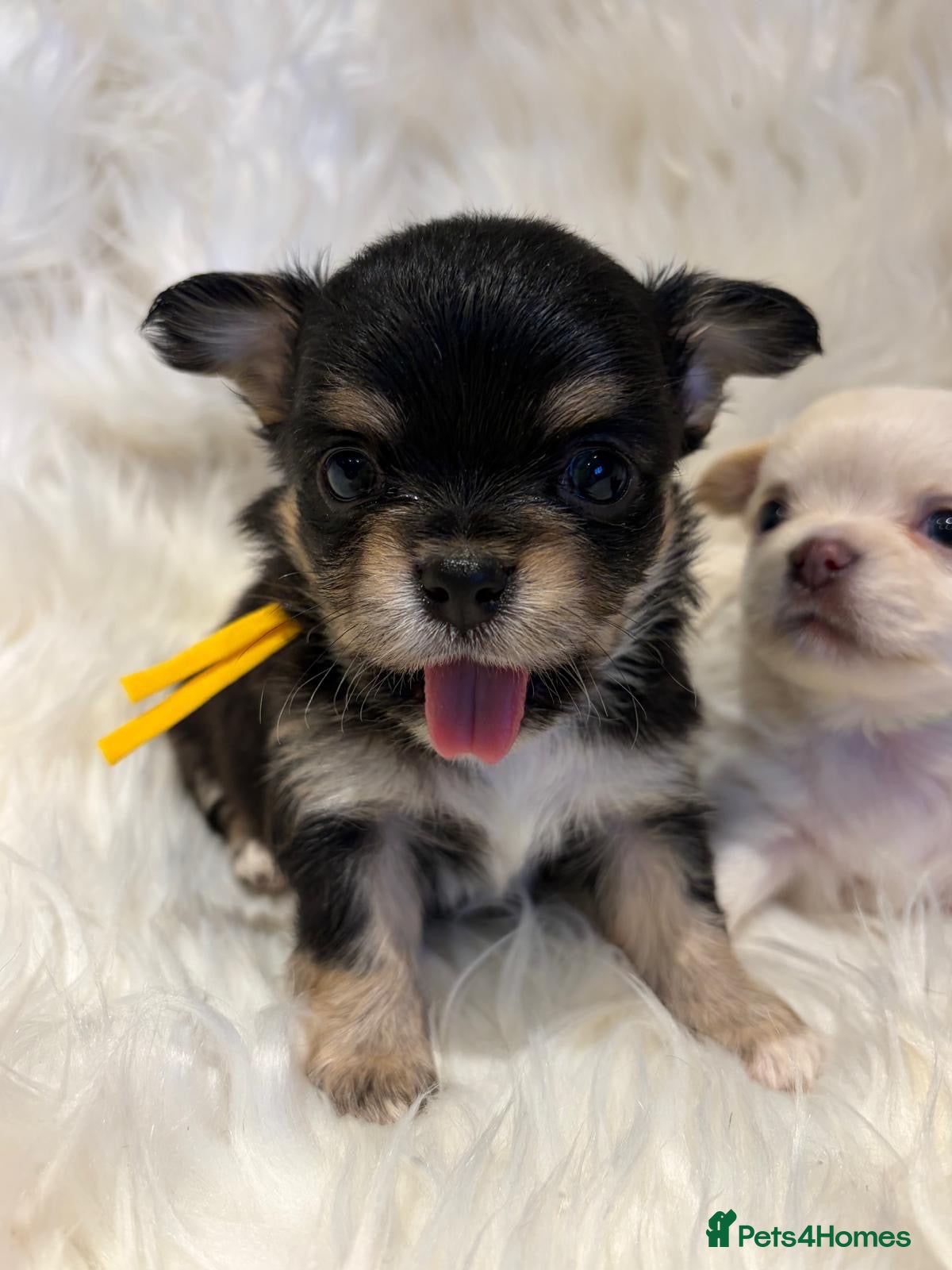 Chihuahua dogs 🐾 TINY KC registered Chihuahua puppies 🐾 - Advert 2