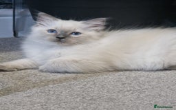 Ragdoll cats for sale: Stunning Pure Ragdoll Kittens - Vax and chipped  - Image 11
