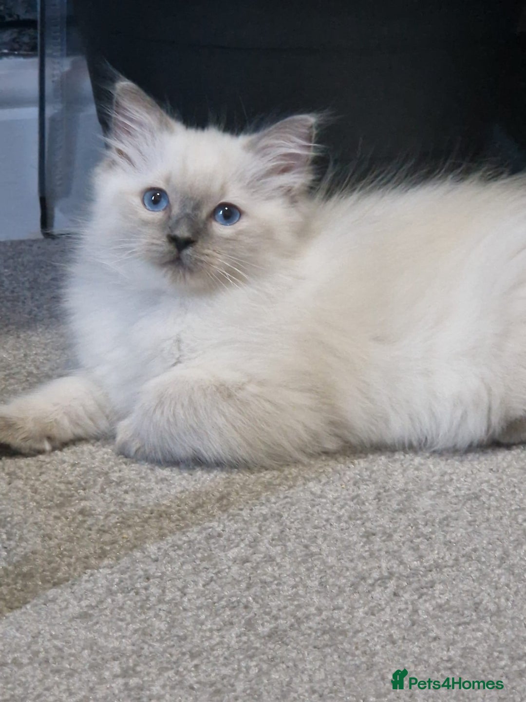 Ragdoll cats for sale: Stunning Pure Ragdoll Kittens - Vax and chipped  - Image 11