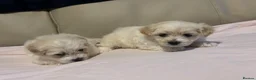Maltese dogs for sale: Maltese puppies - Advert 3