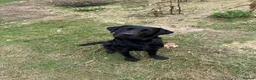 Labrador Retriever dogs for stud: KENLEAP SCARECROW 2yr old stud dog  in Basingstoke - Advert 4
