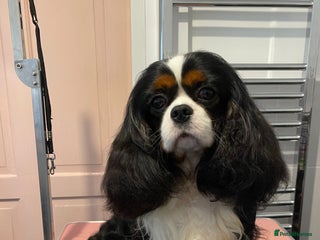 Cavalier King Charles Spaniel dogs - Advert 13