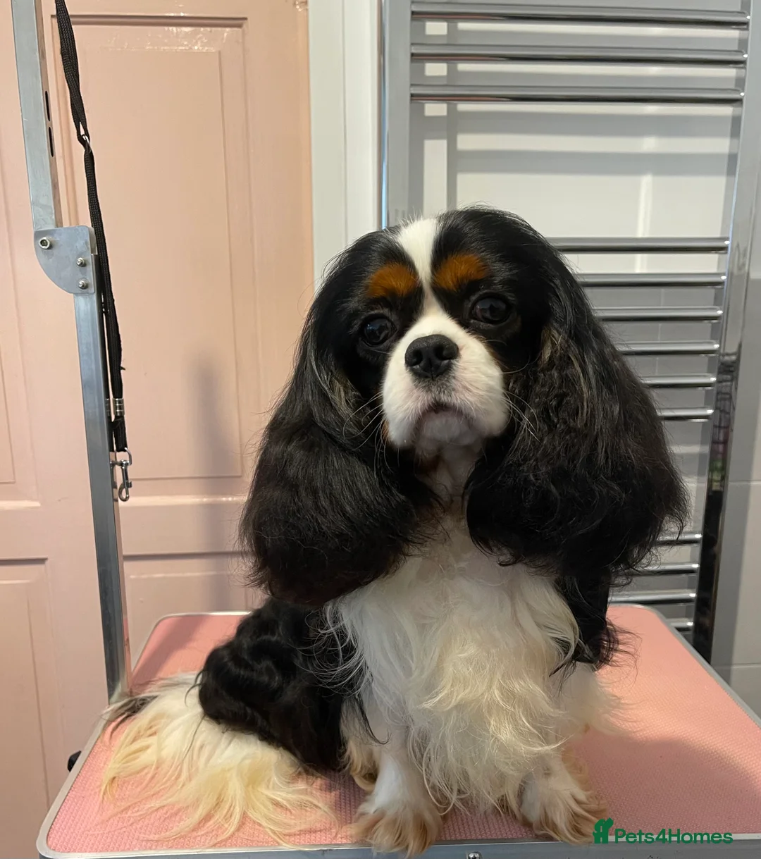 Cavalier King Charles Spaniel dogs for stud: HEALTH TESTED; PROVEN - IMPORTED STUD - Advert 1