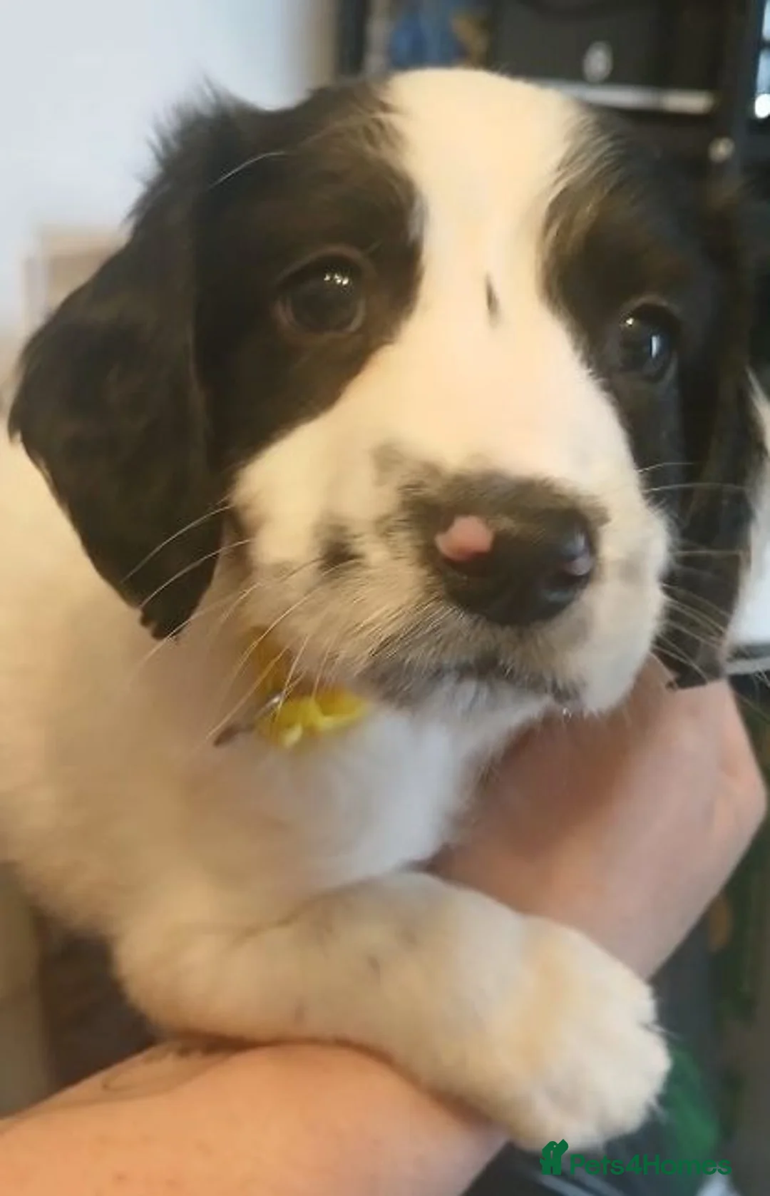 English Springer Spaniel dogs for sale: Puppies  in March - Advert 1