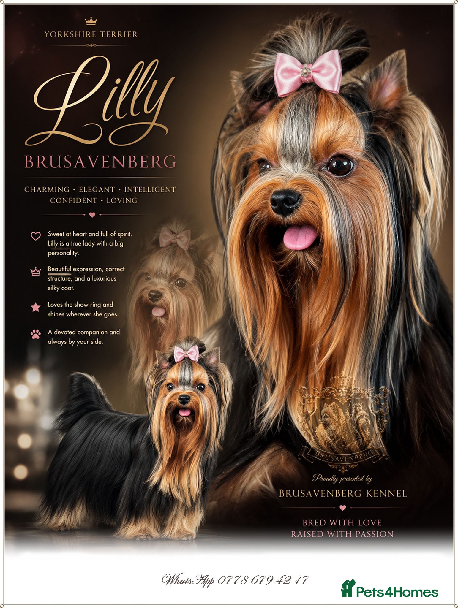 Yorkshire Terrier dogs PRICKED EARS MINIATURE YORKSHIRE TERRIERS KC DNA - Advert 3