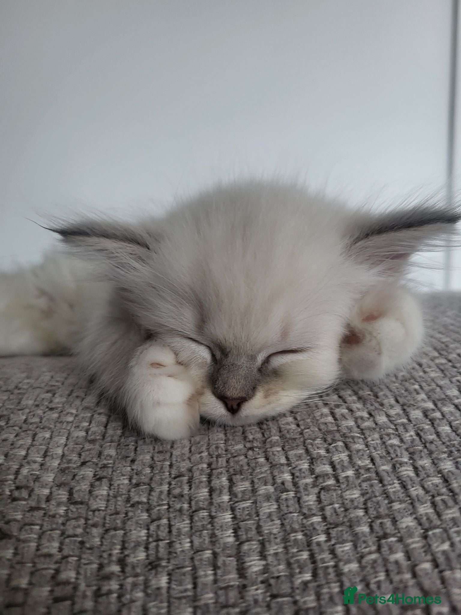 Ragdoll cats HCM/PKD clear ragdoll kittens  - Advert 2