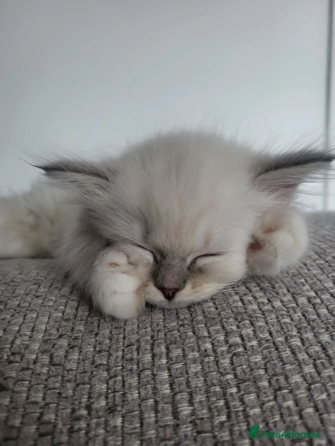 Ragdoll cats for sale: HCM/PKD clear ragdoll kittens  - Advert 1