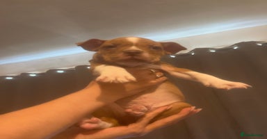 Mixed Breed dogs - Advert 10