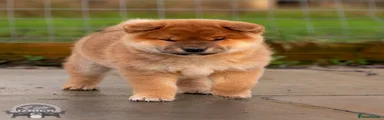 Japanese Shiba Inu 4