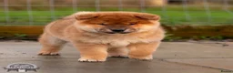 Japanese Shiba Inu dogs for sale: Last but Not Least Little Red Girl  ❤️ - Advert 22
