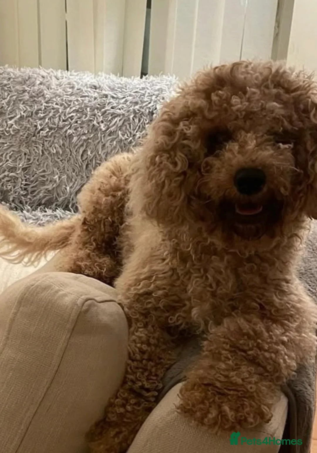 Mixed Breed dogs for sale: Stunning Cavapoochon puppies - Advert 8