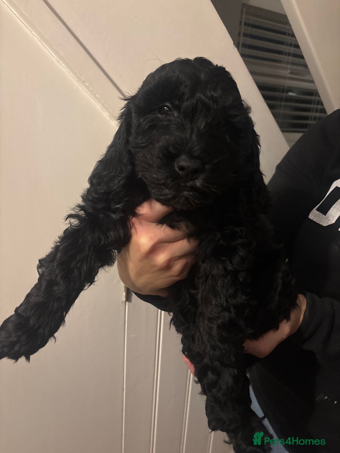 Cockapoo dogs for sale: Ready now black baby girl cockerpoo - Advert 6