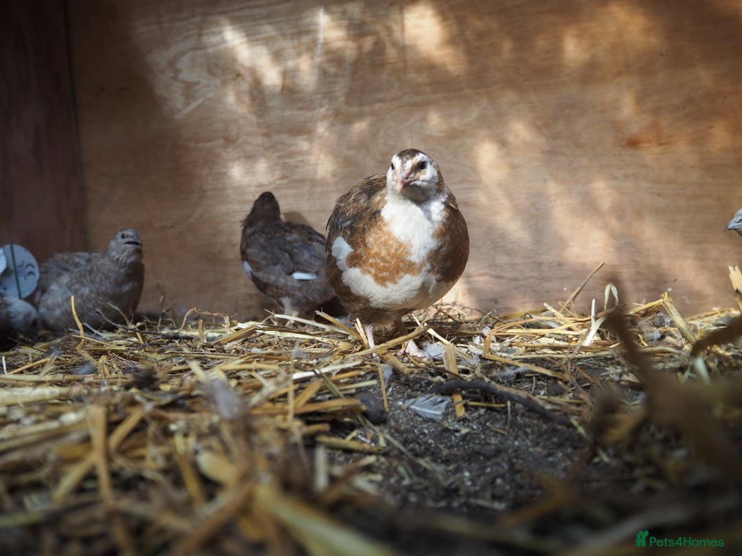 Quail poultry for sale: Jumbo Quail. Big Birds, Great Layers, Colours !!! - Image 7