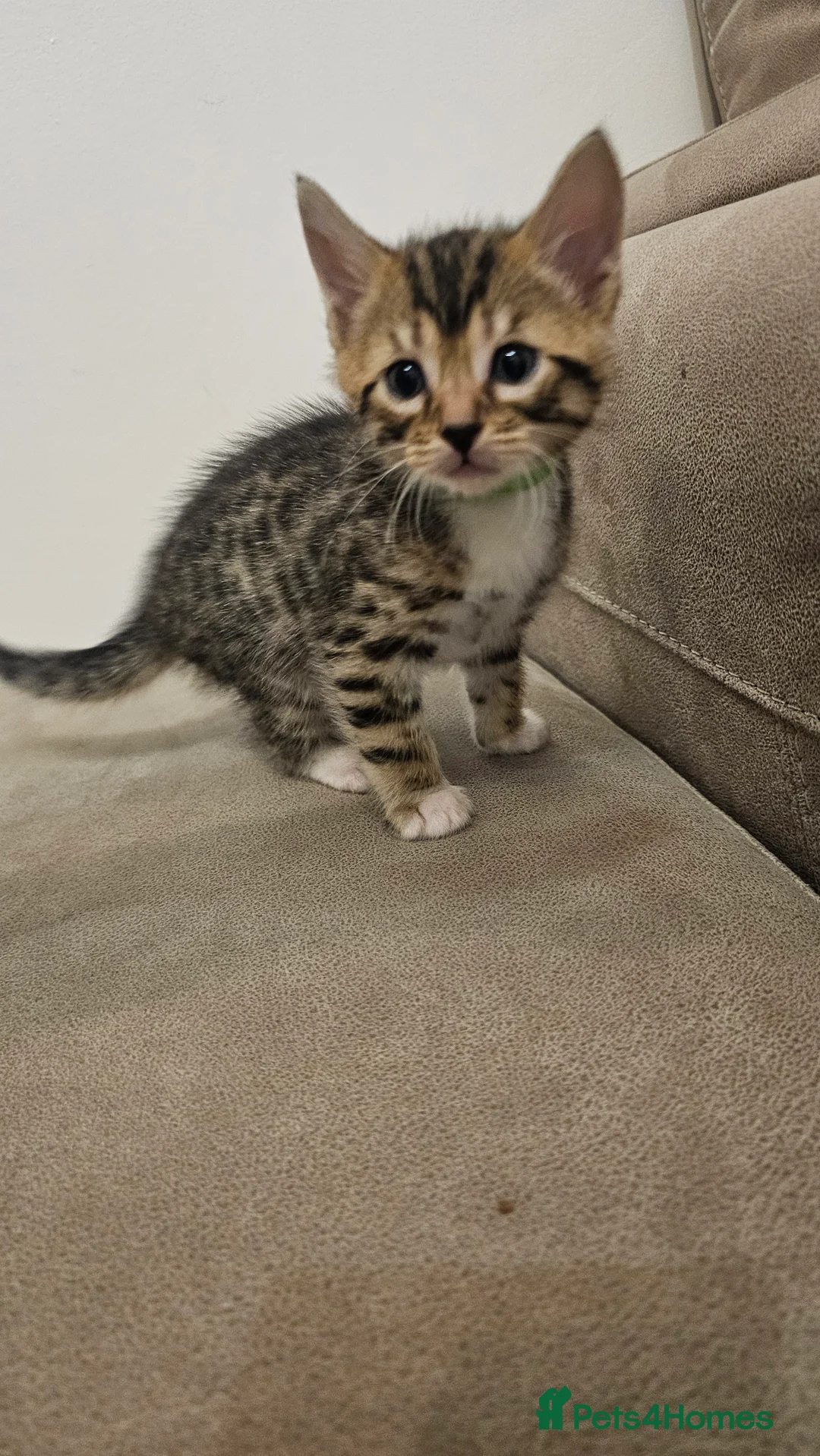 Bengal cats for sale: Bengal kittens - Advert 1