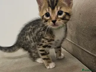 Bengal cats Bengal kittens - Advert 1