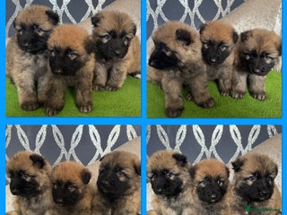 German Shepherd dogs German shepherds - Advert 1