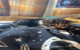Maine Coon cats for sale: 1 GIRL / 5 BOYS - Image 18