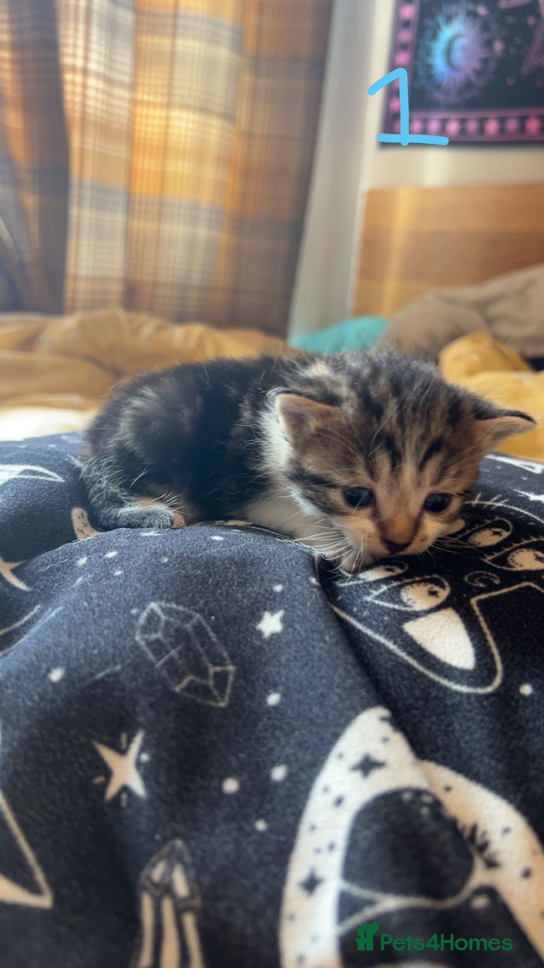 Maine Coon cats for sale: 1 GIRL / 5 BOYS - Image 18
