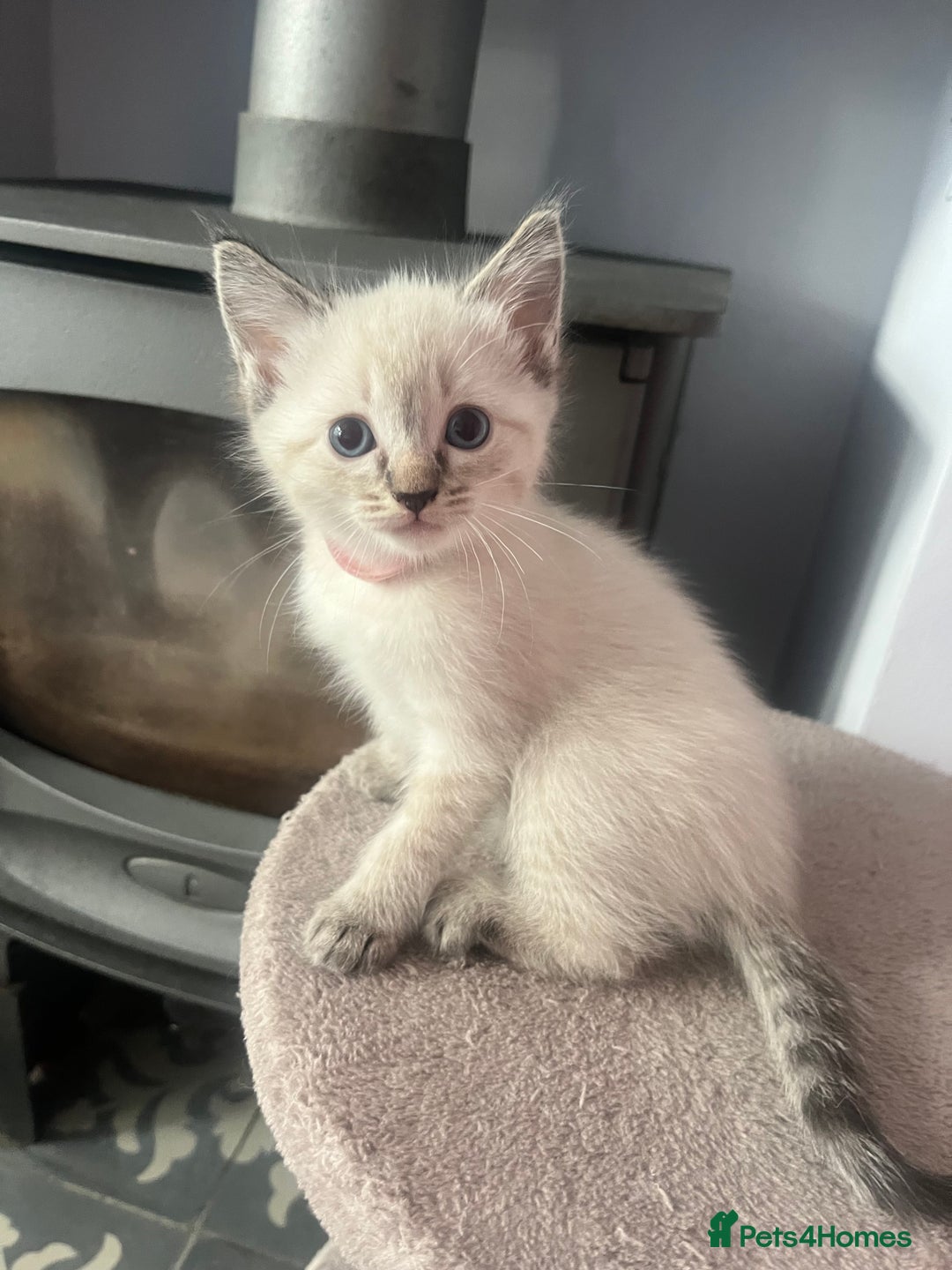 Ragdoll cats for sale: *Update- Only 1 left!* Gorgeous Ragdoll kittens!  - Image 26