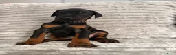 Dobermann dogs for sale: EuropeanDobermanPuppies - Advert 19