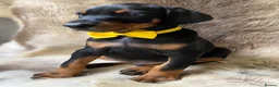 Dobermann dogs for sale: KC REGISTERED DOBERMAN PUPS - Advert 12