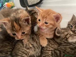 Domestic Shorthair cats Healthy, Well‑Socialised Kittens - Advert 5