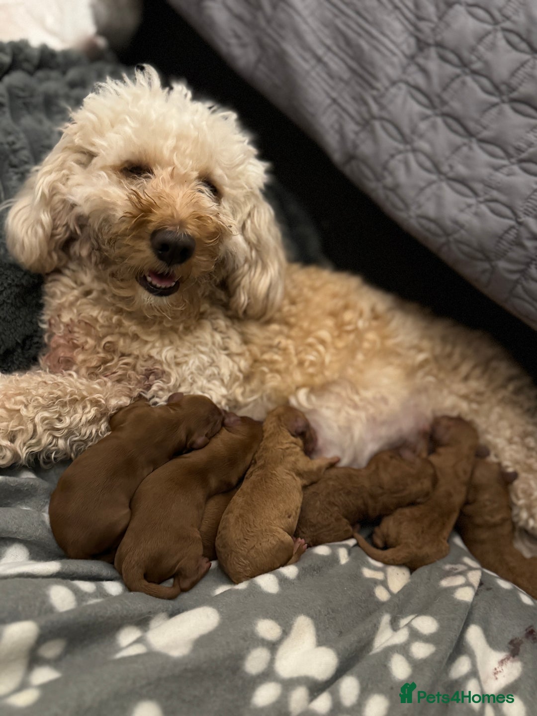 Cockapoo dogs for sale: Cockapoo puppies in Preston - Image 8