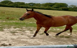 Irish Thoroughbred horses for sale: Project horse previously backed from KODIAC line - Image 4