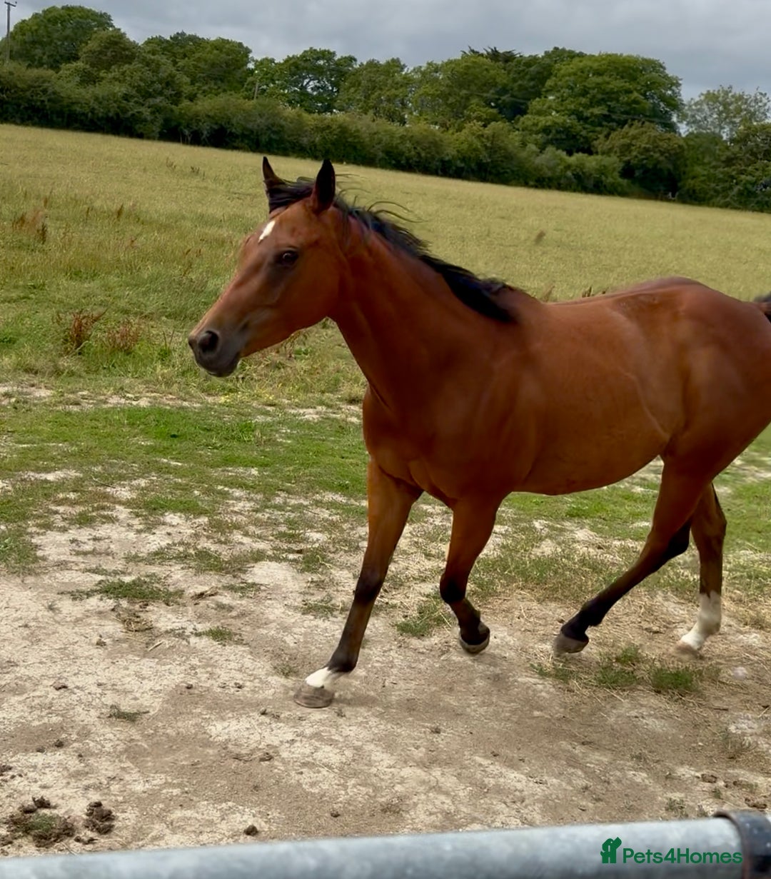 Irish Thoroughbred horses for sale: Project horse previously backed from KODIAC line - Image 4